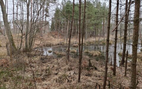 Mała retencja wodna — czym jest, po co ją stosować i jak zaplanować
